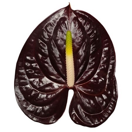 Anthurium Showtime x 20