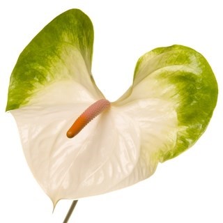 Anthurium Simba x 16