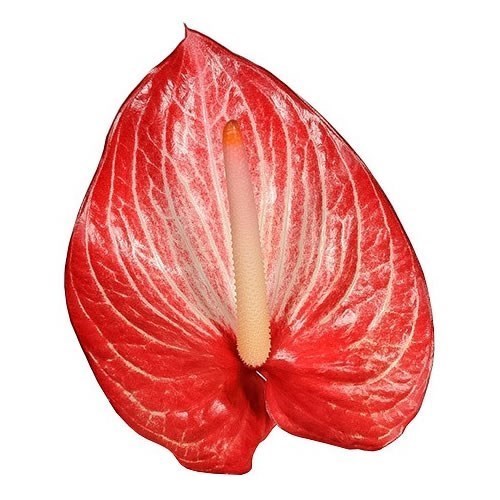 Anthurium Singita x 16