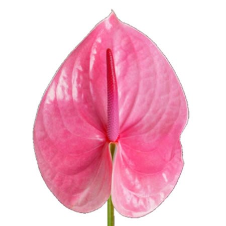 Anthurium Sonate Royal x 12
