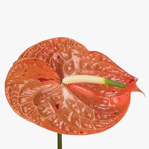 Anthurium Sparkle x 10