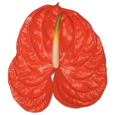Anthurium Sun Eye x 12
