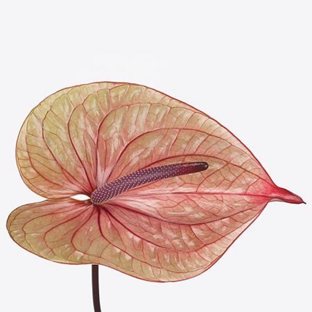 Anthurium Tequila x 10