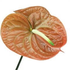 Anthurium Terra x 12