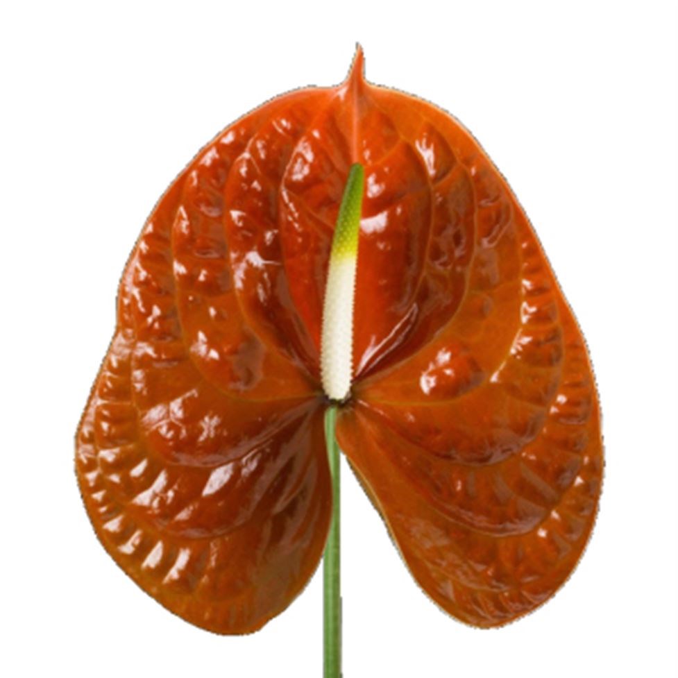 Anthurium Terrasol x 10