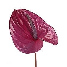 Anthurium Utah x 12 13cm | Wholesale Dutch Flowers & Florist Supplies UK