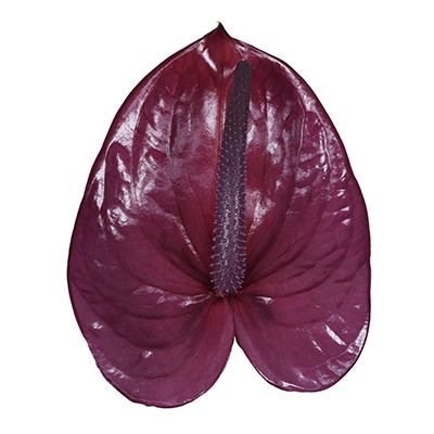 Anthurium Utah x 16