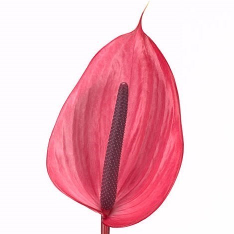 Anthurium Xavia x 10