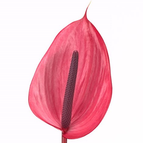Anthurium Xavia x 12