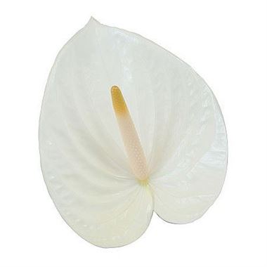 Anthurium cynthia x 16