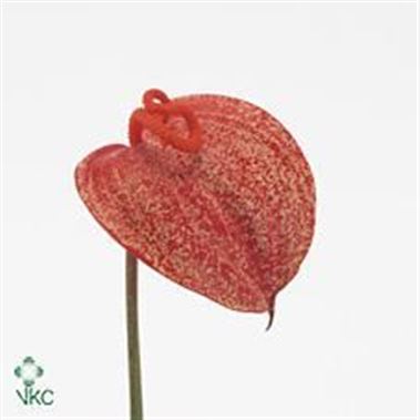 Anthurium Graffiti x 16