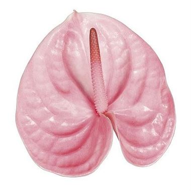 Anthurium Sonate Royal x 16
