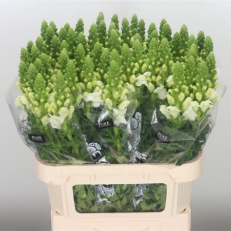 Snapdragon Avignon White