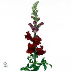 Snapdragon Animation Red