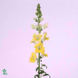 Snapdragon Apollo Yellow