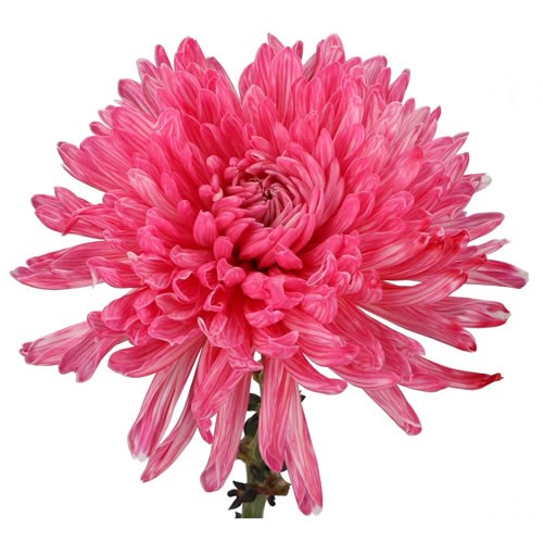  Antonov Dyed Hot Pink