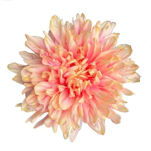 Antonov Dyed Soft Peach