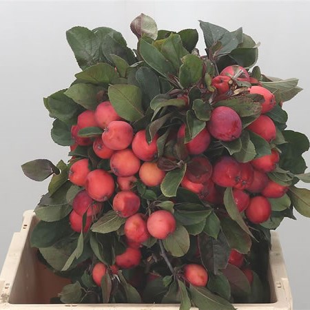 Apple Malus Batist Red