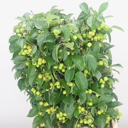 Apple Malus Green