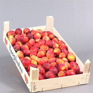 Apple Malus Red