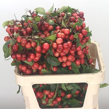 Apple Malus Red Sentinel