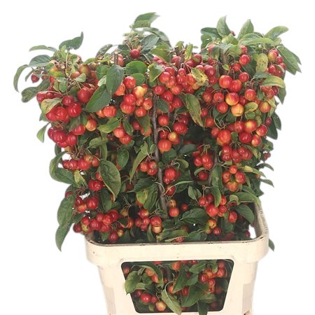 Apple Malus Red Sentinel