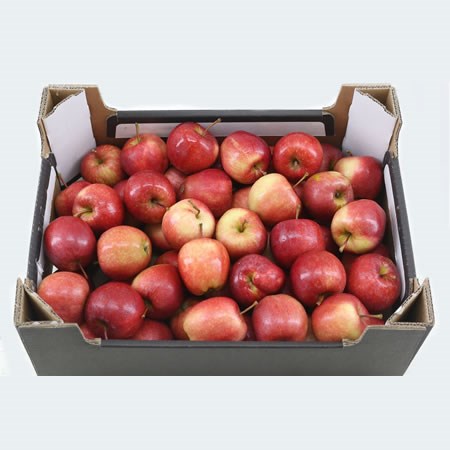 Apple Malus Red - in Crate