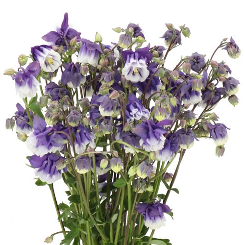 Aquilegia Blue Cloud