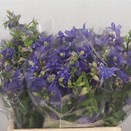 Aquilegia Blue Lady