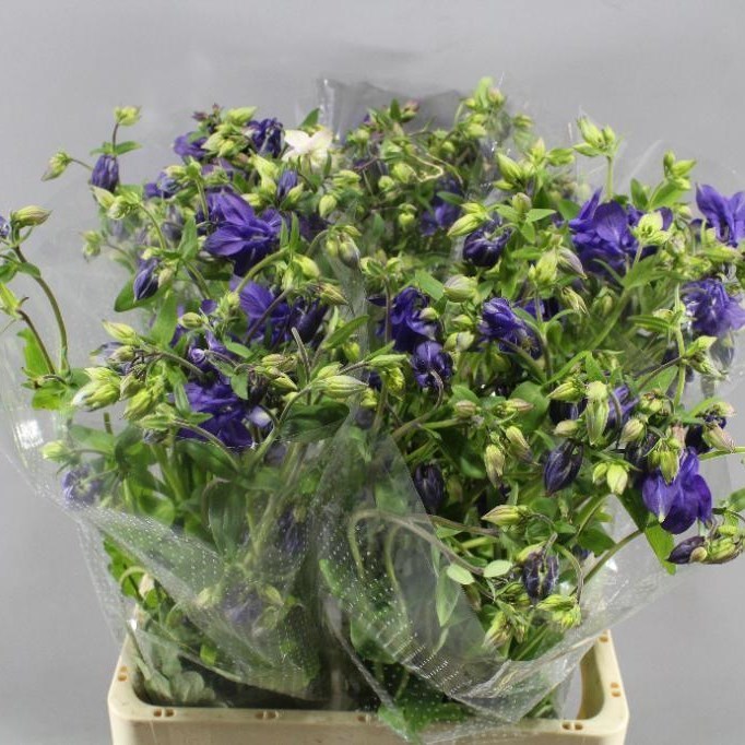 Aquilegia Blue Lady