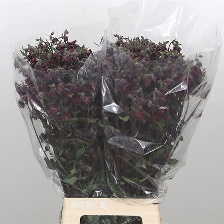 Aquilegia Bordeaux Barlow