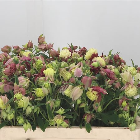 Aquilegia Candy Clouds