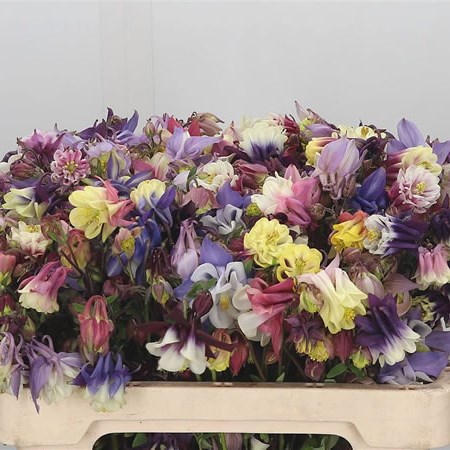 Aquilegia Mix