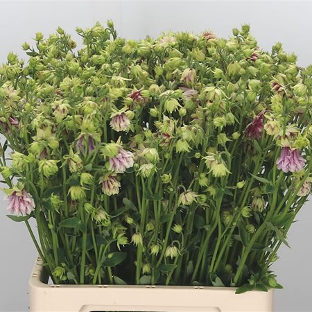 Aquilegia Nora Barlow