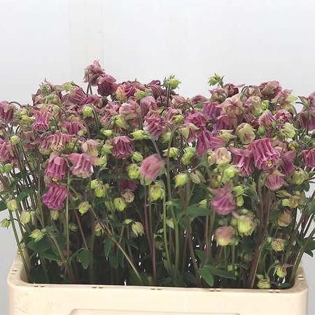 Aquilegia Pink Cloud