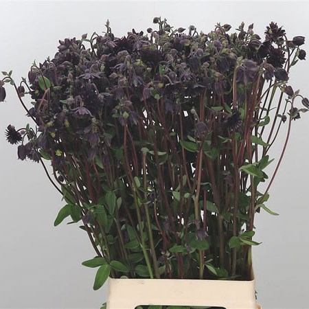 Aquilegia Purple