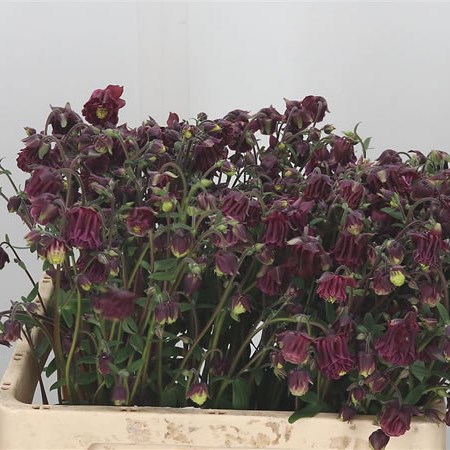 Aquilegia Ruby Cloud