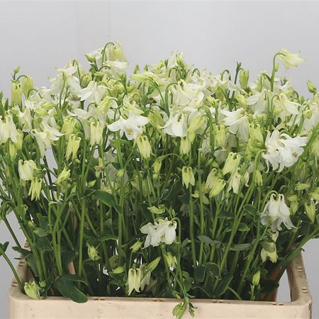 Aquilegia Starring White