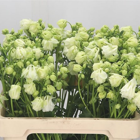 Aquilegia White Cloud