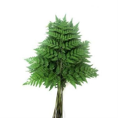 Arachniodes Leatherleaf Medium