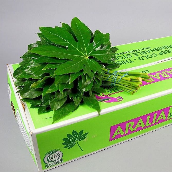 Aralia Continentalis Medium (Approx. 50 stems)