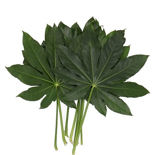 Aralia Leaves
