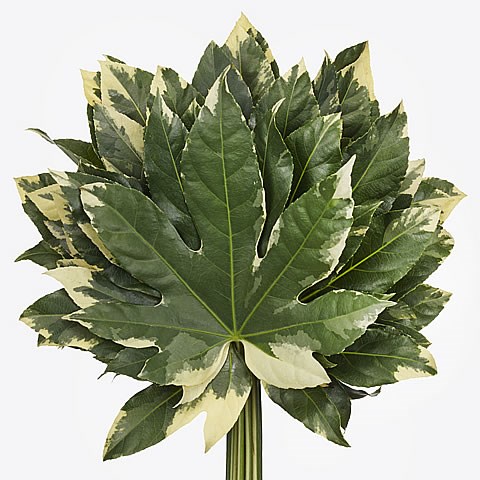 Aralia Leaves White Star