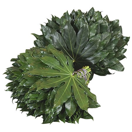 Aralia (Vacuum Packed Per Bunch)