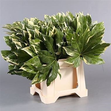 Aralia Variegated (Approx. 50 stems)