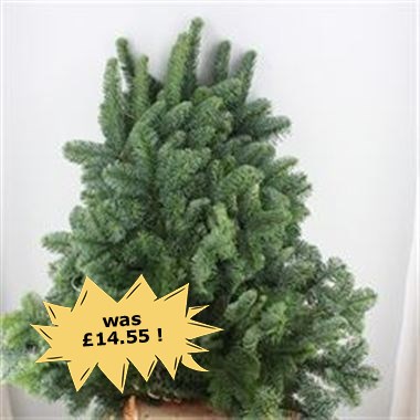 Blue Spruce 5kg (White Band Top Grade)