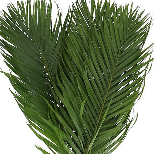 Areca Palm