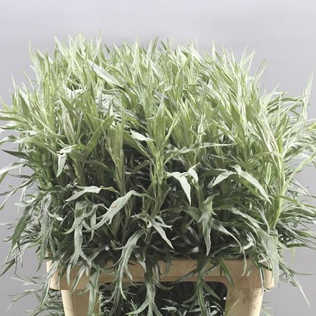 Artemisia Silver Queen