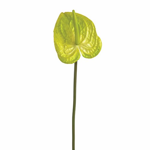 Artificial Faux Anthurium Green/Cream