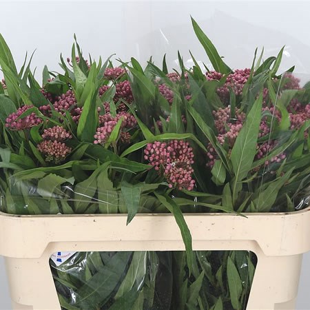 Asclepias Soulmate